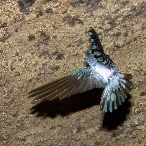 glossy swiftlet in flight - collocalia esculenta, bird, collocalia esculenta, flying, glossy swiftlet, wildlife