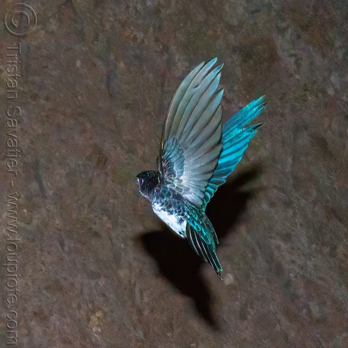 glossy swiftlet in flight - collocalia esculenta, bird, collocalia esculenta, flying, glossy swiftlet, wildlife