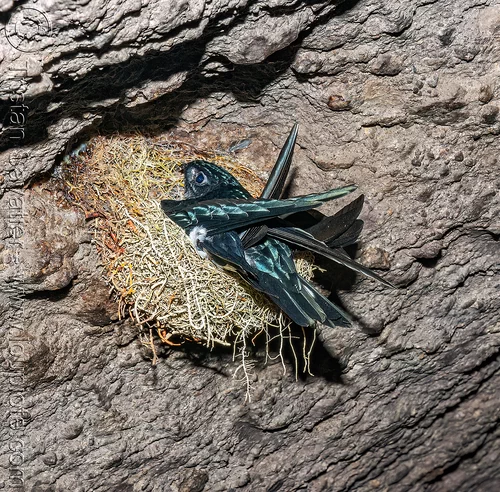 glossy swiftlet in nest - collocalia esculenta, bird nest, collocalia esculenta, glossy swiftlet, wildlife