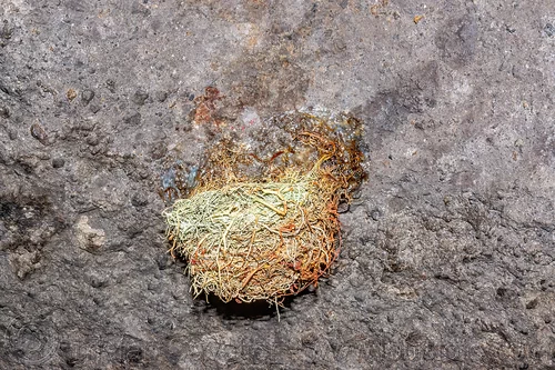 glossy swiftlet nest - collocalia esculenta, bird nest, collocalia esculenta, glossy swiftlet, wildlife
