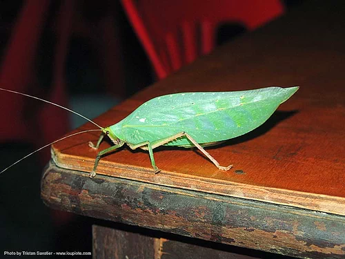 1 tettigoniidae photos 1 tettigoniidae photos
