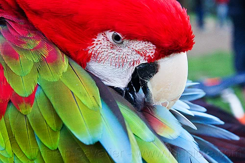 green-winged macaw parrot bird grooming, ara chloropterus, beak, bird, colorful, feathers, green-winged macaw, grooming, head, parrot, psittacidae, red-and-green macaw