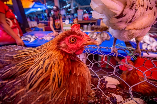 headshot of live chicken, birds, chicken, head, poultry, tana toraja, woman