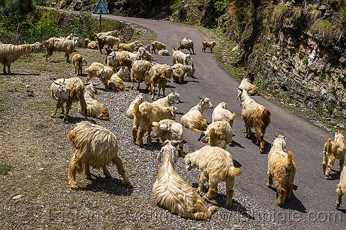 herd of wild long-haired mountain goats on road, capra aegagrus hircus, changthangi, herd, pashmina, road, wild goats, wildlife