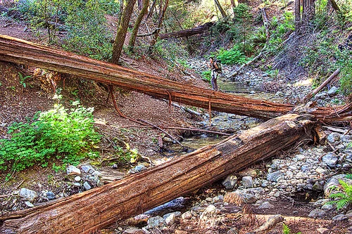 hiker crossing a fallen tree bridge (vantana wilderness), backpack, backpacking, big sur, fallen tree, forest, hiking, pine ridge trail, redwood tree, sequoia sempervirens, tree bridge, tree trunk, trekking, vantana wilderness, woman