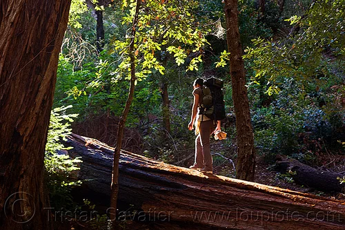 hiker walking on fallen redwood tree (vantana wilderness), backpack, backpacking, big sur, fallen tree, forest, hiking, pine ridge trail, redwood tree, sequoia sempervirens, tree bridge, tree trunk, trekking, vantana wilderness, woman