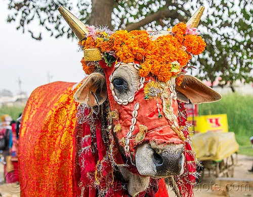 hindu decorated cow - sacred cow, decorated, hindu pilgrimage, hinduism, holy bull, holy cow, kumbh mela, marigold flowers, sacred bull, sacred cow