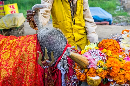 hindu man touching the wattle on hump of holy cow brings good luck, decorated, hand, hindu pilgrimage, hinduism, holy bull, holy cow, hump, kumbh mela, marigold flowers, sacred bull, sacred cow, trident, wattle