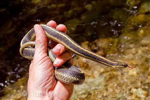 holding a harmless mountain garter snake, big sur, coiled, colubrid, hand, hiking, mountain garter snake, pine ridge trail, striped, strips, thamnophis elegans elegans, trekking, vantana wilderness, western terrestrial garter snake, wildlife, yellow