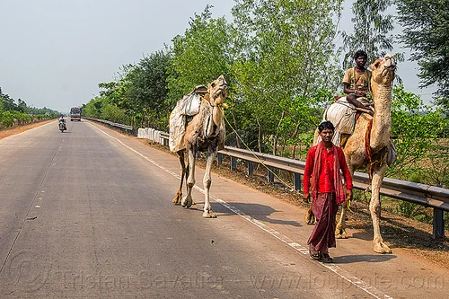 indian men with camels on the road (india), double hump camels, in tow, men, riding, road, towing, walking
