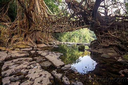 jingmaham living root bridge - mawlynnong (india), banyan, east khasi hills, ficus elastica, footbridge, jingmaham, jungle, living bridges, living root bridge, mawlynnong, meghalaya, rain forest, river bed, rocks, roots, strangler fig, trees, wahthyllong