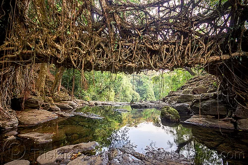living root bridge over river - mawlynnong (india), banyan, east khasi hills, ficus elastica, footbridge, jingmaham, jungle, living bridges, living root bridge, mawlynnong, meghalaya, rain forest, river, roots, strangler fig, trees, wahthyllong