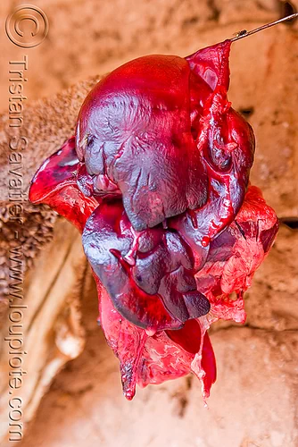 llama liver meat (argentina), abra el acay, acay pass, argentina, insides, liver, llama meat, noroeste argentino, raw meat