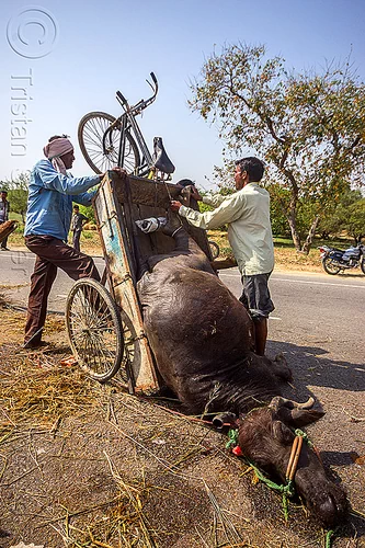 loading up on a tricycle the carcass of a water buffalo killed in a traffic accident (india), accident, carcass, cargo tricycle, cow, crash, dead, freight tricycle, hay, injured, laying, loading, men, road, rope, trike, tying, water buffalo