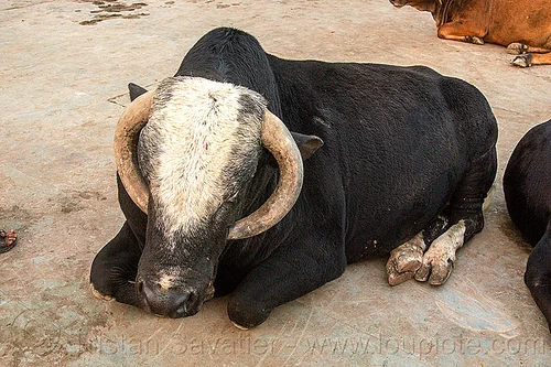massive bull laying down (india), big, huge, large, laying down, resting, sleeping bull, street cow, varanasi