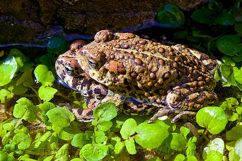 mating toads - anaxyrus boreas halophilus (california toads), amphibian, anaxyrus boreas halophilus, california toads, darwin falls, death valley, mating, plants, pond, western toads, wildlife