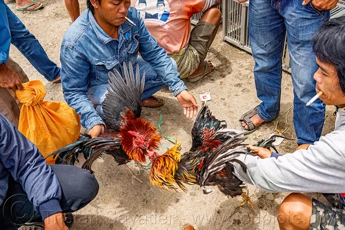 men training their gamecocks for fight, bolu market, cock-fighting, cockfight, fighting roosters, man, pasar bolu, rantepao, tana toraja