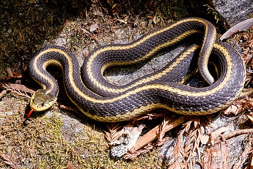 mountain garter snake - thamnophis elegans elegans (california), big sur, coiled, colubrid, curled, hiking, lateralis, mountain garter snake, pine ridge trail, sticking out tongue, sticking tongue out, striped, strips, thamnophis elegans elegans, trekking, vantana wilderness, western terrestrial garter snake, wildlife, yellow