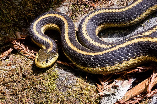 mountain gartersnake - thamnophis elegans (california), big sur, colubrid, curled, hiking, mountain garter snake, pine ridge trail, striped, strips, thamnophis elegans elegans, trekking, vantana wilderness, western terrestrial garter snake, wildlife, yellow