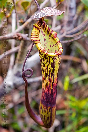 pitcher plant - nepenthes faizaliana, borneo, carnivorous plant, gunung mulu national park, jungle, malaysia, nepenthes faizaliana, pitcher plant, rain forest