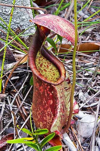 pitcher plant - nepenthes rafflesiana, bako, borneo, carnivorous plant, kuching, malaysia, nepenthes rafflesiana, pitcher plant, plants