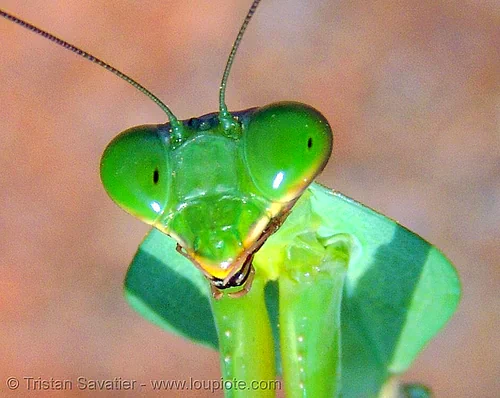praying mantis head, closeup, eyes, giant shield mantis, head, insect, mantis religiosa, mantodea, praying mantid, praying mantis, wildlife
