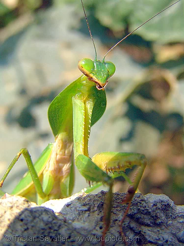 praying mantis over a rock, closeup, giant shield mantis, insect, mantis religiosa, mantodea, praying mantid, praying mantis, wildlife