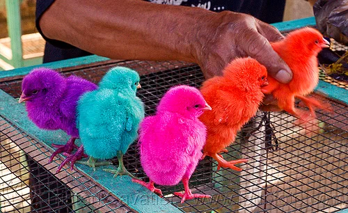rainbow colored chicks - yogyakarta (java), arm, baby animal, baby chickens, bird market, birds, colored chicks, colorful, hand, man, poultry, rainbow chicks, rainbow colors