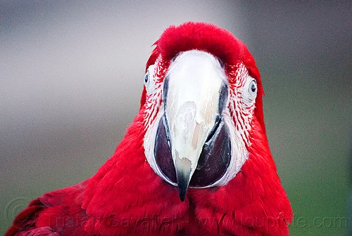 red-and-green macaw parrot head, ara chloropterus, beak, bird, green-winged macaw, head, parrot, psittacidae, red-and-green macaw
