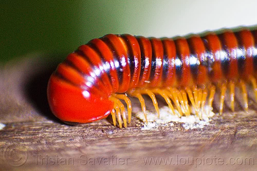 red millipedes close-up (borneo), banded, bands, borneo, brown, closeup, collum, diplopoda, gunung mulu national park, inverted lens macro, island, juliform, malaysia, millipedes, myriapoda, orange, pachybolidae, red, reverse lens macro, southeast asia, spirobolida, striped, stripes, trachelomegalus genus, wildlife, yellow