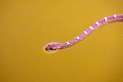 red snake swimming in river (india), ganga, ganges river, need id, red, snake, striped, swimming, varanasi, white, wildlife