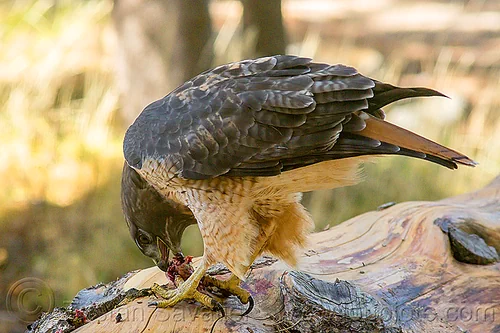 red-tailed hawk eating rodent, bird of prey, buteo jamaicensis, california, carnivorous, eastern sierra, eating, fresh kill, raptor, red-tailed hawk, wild bird, wildlife