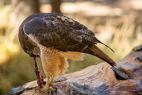 red-tailed hawk eating squirrel, bird of prey, buteo jamaicensis, california, carnivorous, eastern sierra, eating, fresh kill, raptor, red-tailed hawk, wild bird, wildlife