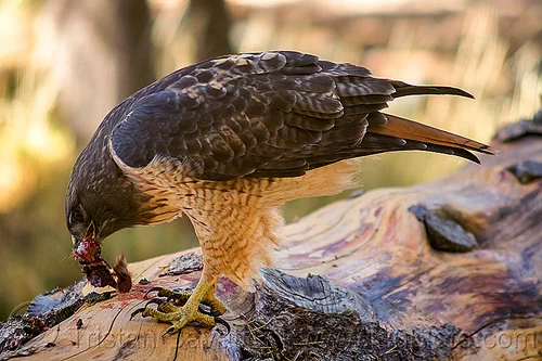red-tailed hawk eating squirrel, bird of prey, buteo jamaicensis, california, carnivorous, eastern sierra, eating, fresh kill, raptor, red-tailed hawk, wild bird, wildlife