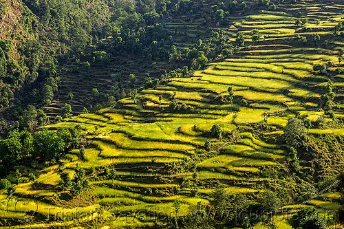 rice paddy terraces (india), agriculture, landscape, pindar valley, rice fields, rice paddies, rice paddy fields, slope, terrace farming, terraced fields