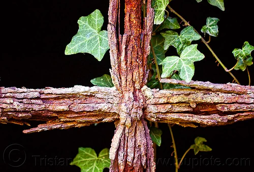 rusty grate with ivy, black background, dark, fortifications, grate bars, hedera helix, iron grate, ivy leaves, military fort, old fortification, rocca d'anfo, ruins, rust texture, rusted grate, rusty