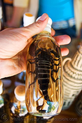 scorpion wine - laos, alcohol, lao-lao, liquor, luang prabang, pak ou caves temples, pandinus imperator, rice wine, scorpion wine, vodka, whisky village