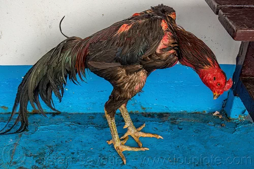 เกี่ยวกับ แฟนไก่ชน
