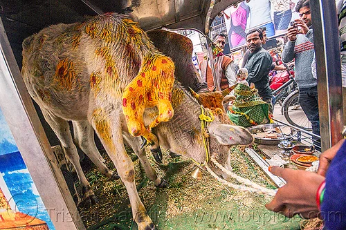 six legged cow (india), baby cow, calf, cellphone, holy cow, men, mobile phone, offerings, painted, polymelia, taking photos, varanasi