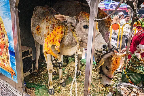 six legged cow - polymelia (india), 6 legged cow, baby cow, calf, holy cow, leg, offerings, painted, polymelia, six legged cow, varanasi