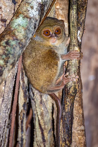 spectral tarsier in tree - tarsius, spectral tarsier, tangkoko national park, tarsiidae, tarsius spectrum, tarsius tarsier, wildlife
