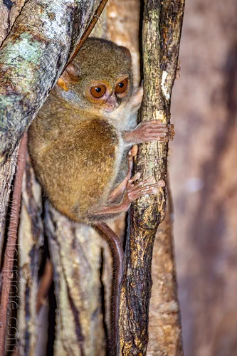 spectral tarsier in tree - tarsius, spectral tarsier, tangkoko national park, tarsiidae, tarsius spectrum, tarsius tarsier, wildlife