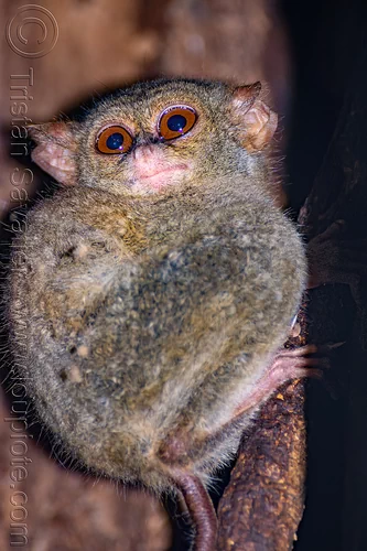 spectral tarsier in tree - tarsius, spectral tarsier, tangkoko national park, tarsiidae, tarsius spectrum, tarsius tarsier, wildlife