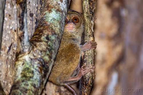 spectral tarsier in tree - tarsius, spectral tarsier, tangkoko national park, tarsiidae, tarsius spectrum, tarsius tarsier, wildlife