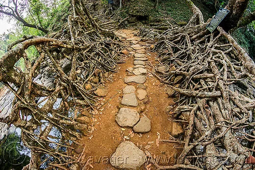 stone paved pathway over living root bridge - mawlynnong (india), banyan, east khasi hills, ficus elastica, footbridge, jingmaham, jungle, living bridges, living root bridge, mawlynnong, meghalaya, rain forest, roots, strangler fig, trail, trees, wahthyllong