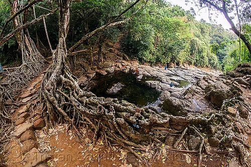 stone trail on living root bridge - mawlynnong (india), banyan, east khasi hills, ficus elastica, footbridge, jingmaham, jungle, living bridges, living root bridge, mawlynnong, meghalaya, rain forest, river bed, rocks, roots, strangler fig, trail, trees, wahthyllong