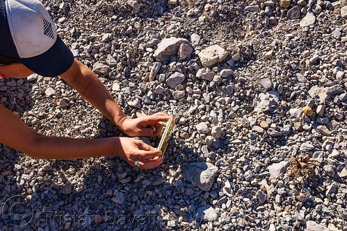 taking photos of a tarantula spider (death valley), brown, death valley, grotto canyon, spider, tarantula, wildlife, woman