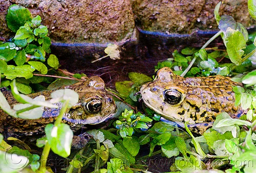 true love - california toads staring at each other, amphibian, anaxyrus boreas halophilus, california toads, darwin falls, death valley, mating, pond, western toads, wildlife