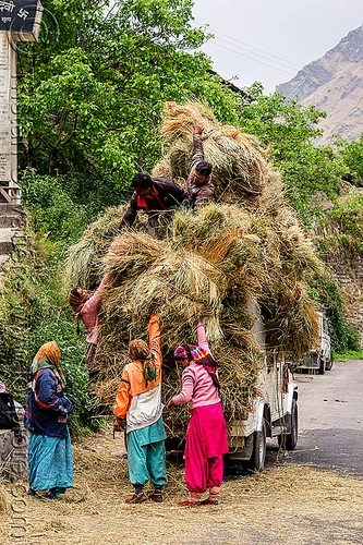 villagers loading hay on mahendra jeep (india), car, cargo, dhauliganga valley, freight, hay, indian women, jeep, load, loading, mahindra, men, mountains, overloaded, raini chak lata, road