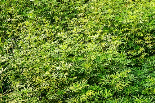 wild cannabis (india), cannabis sativa, field, ganja, indian hemp, leaves, plants, weed, west bengal, wild cannabis